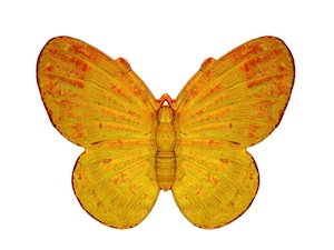Moth or butterfly